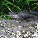 熱帯魚 観賞魚 トランスルーセントグラスキャット3匹セット...