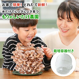 【栽培容器付】しいたけ栽培キット もりのしいたけ農園| 椎茸 しいたけ シイタケ 家庭菜園 自由研究 観察 初心者向け きのこ栽培 <strong>キノコ</strong>栽培 栽培キット 栽培セット 菌床 生しいたけ 室内 しいたけ栽培 椎茸栽培 栽培 キット シイタケ栽培 食育キット 食育 学習キット きのこ