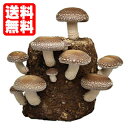 しいたけ 栽培キット【栽培容器付】 きのこ栽培 【もりのしいたけ農園】 自由研究や子供の食育に!【送料無料】