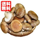 【送料無料】朝採り生しいたけ【特選生しいたけ1kg】[生シイ...
