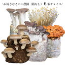 【まとめ買いでお得】きのこ栽培キット 農園6個チョイス(化粧箱なし)| キノコ栽培