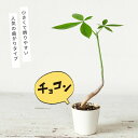 シュールなパキラ。幹曲がり。(今月の植物)