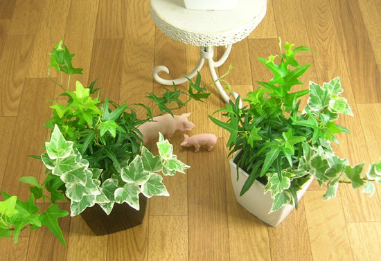 【観葉植物】ヘデラ3種の寄せ植え可愛くて3倍楽しめるモダン　アイビー×1鉢【スタイリッシュ モダン つる性】【インテリア 】