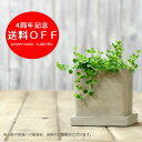 【今なら「イモ虫」プレゼント!】 送料無料 観葉植物そだてやすい観葉植物 ペペロミア・イザベル インテリア【観葉植物】