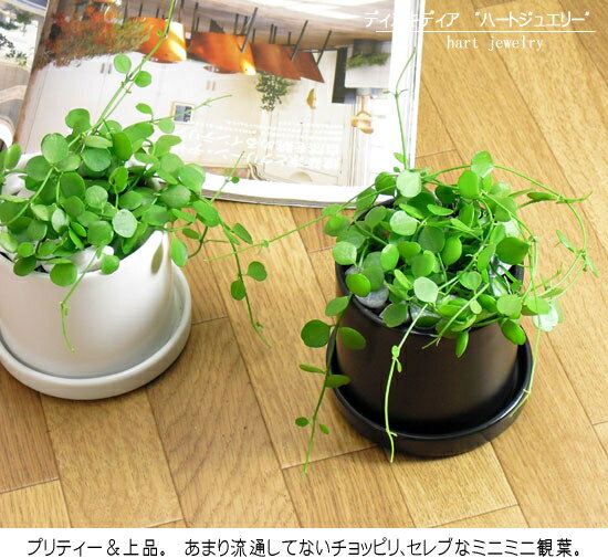 観葉植物 ディスキディアハートジュエリー【インテリア つる性 ミニ観葉植物】【多肉植物 スタイリッシュ スタイリッシュ】