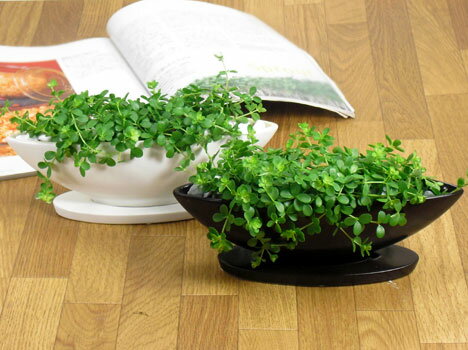 ƥꥢİŨˡڥߥ˴տʪ ڥڥߥ ٥ʥ٥ˡۥڥڥߥ٥뽮ȭ硼ȥڥߥ˴տʪ ٥ 