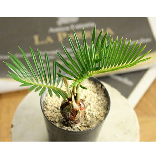 ●完売御礼！お届けは9/7〜観葉植物 石垣島の畑で2年、さらに農場で2年・・手間暇かかってます！ 観葉植物可愛い！4年物・ミニ蘇鉄(ソテツ)2.5号苗【生産に時間がかかるので、年々出荷が減ってきている商品です。】