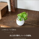 土を使ってないから、鉢が倒れても安心!ハート型の観葉植物、フィロデンドロン・グラジエラエ【育てやすい観葉植物 育て方説明書付き】【ミニ観葉植物 インテリア】