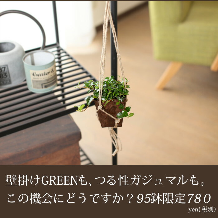 プラントハンガー風の麻ひも付き！軽くて、お求めやすい！流行の壁掛けGREEN、試してみませんか？つる性ガジュマル