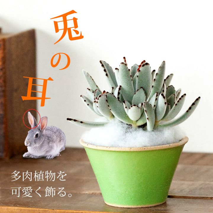 兎の耳（ツキトジ）を、浅めの陶器に仕立てました。(今月の植物）