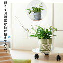 観葉植物 今月のおすすめ!ホヤ・プビカリクス"シルバーピンク"をおしゃれPOTで。