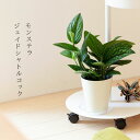 【予約品お届けは5/15~】観葉植物 今月のおすすめ!モンステラ・ジェイドシャトルコック