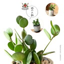グリーンドラム緑の太鼓♪(今月の植物)