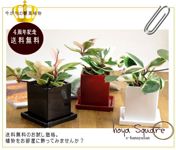 【e-花屋さん　4周年特別企画 観葉植物】今が旬のホヤ・カルノーサを送料無料にて。※只今、季節がら葉のピンク色が写真より薄いです。