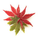 楓 ブローチ かえで もみじ 紅葉 葉 アクセサリーパーツ 格安 ギフト デイリーユース プレゼント 母の日 自然