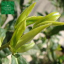 茶 ヤブキタ 10本