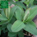 ヒペリカム カリシナム 10本 植木 苗