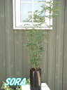 シマトネリコ 鉢植え シリンダー