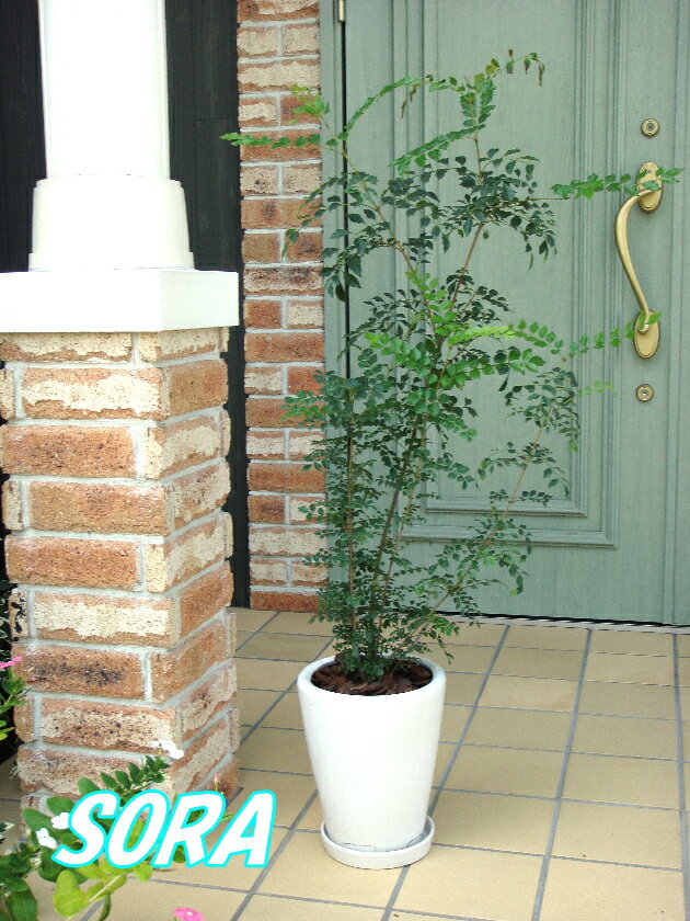 ֤äʷϵ!!ݤƫȭޥȥͥꥳ ȭ C