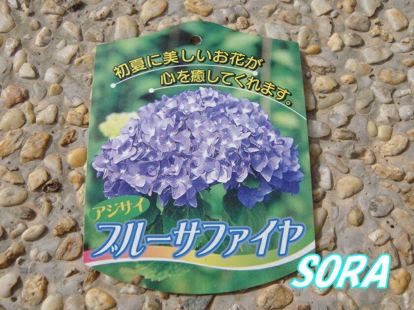 西洋紫陽花　ブルーサファイア　15cmポット