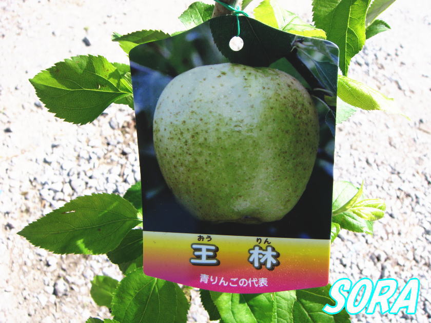 リンゴ　王林　2年生5本以上で送料無料!! 青りんごの代表!!りんご・林檎・