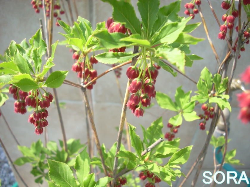 紅ドウダンツツジ30本花は真っ赤な花を垂れ下がるように咲かせます。つつじ・躑躅・