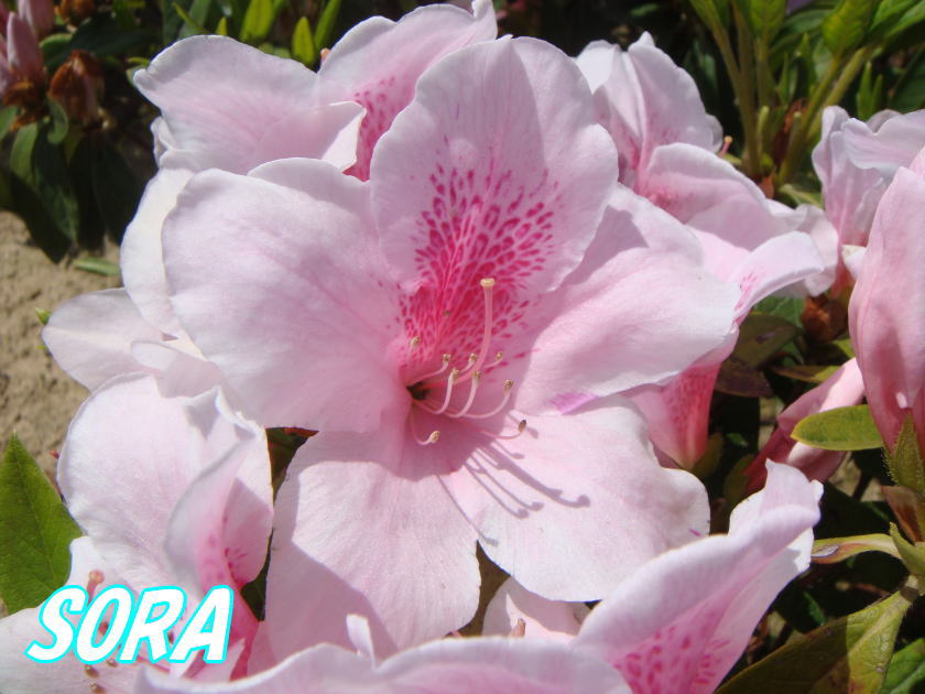 ヒラドツツジ　高根絞り　10本薄ピンクの下地に濃ピンクの絞りのある花は高級感があり見事!!