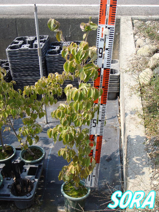 ヤマボウシ　ミルキーウェイ H900〜1100秋には特徴のある丸い実を実らせます。やまぼうし・山法師・