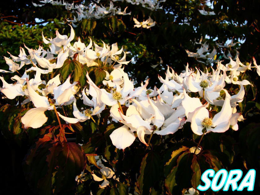ヤマボウシ 単木 樹高H:2000mm花、実、紅葉で楽しめ、一年を通してバランスの良い植木!!山法師・
