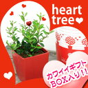 ハートツリー ギフト BOX 花 TVや雑誌で話題! 赤いハート の実 がなる木 誕生日 プレゼント 結婚祝い 出産祝い おすすめ 鉢植え 【ミニ植物】【鉢】通販jbcht【RCP】 【ホワイトデー特集2015】