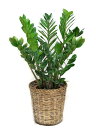 観葉植物ザミオクルカス・ザミフォーリア7号【立て札&メッセージカード無料】手間いらずなのにスタイリッシュな観葉植物です10P03Dec16