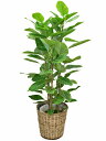 観葉植物 アルテシーマゴムの木10号【鉢カバー付】【鉢カバー交換出来ます】【立て札&メッセージカード無料】ゴムの木の中でも葉色がとても美しい観葉植物です!10P03Dec16