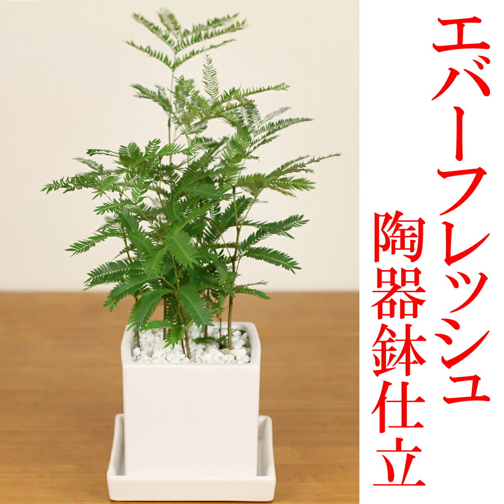 エバーフレッシュ白陶器鉢仕立てSサイズ スクウェアタイプ夜になると葉を閉じる観葉植物【新築…...:e-kawanami:10000206