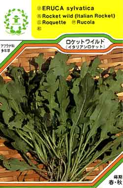 【メール便可】ハーブ・西洋野菜の種　「ロケットワイルド(セルバチコ/イタリアン)」