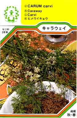 【メール便可】ハーブ・西洋野菜の種　「キャラウェイ」