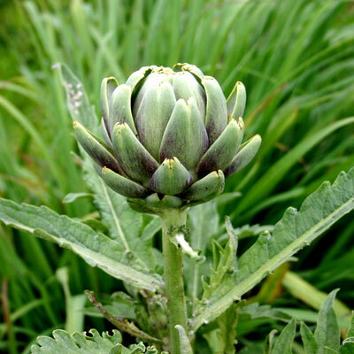 アーティチョーク ハーブ苗 料理用