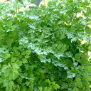 ハーブ 苗 【チャービル(セルフィーユ)】 苗木 料理 ハーブ苗専門店 感動する香り Herb