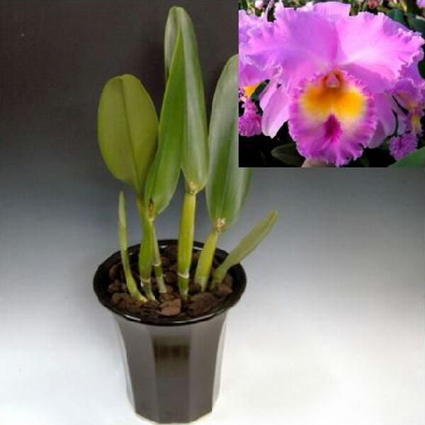 Rsc. Pamela Hetherington‘Coronation’FCC/AOS＜Lc. Paradisio x Bc. Mount Anderson (1970) Registered by Stewart Inc.＞ カトレア 開花見込み株 誕生日 送料無料 祝い 記念日 お祝い ピンク 桃色