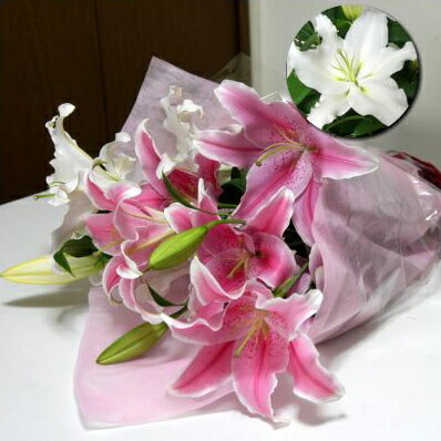 a  j LO oYj } ސE LO rWlX J JX I[v ړ]j J[ht  zCgԑ yi3..