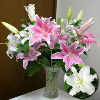 a  j LO oYj } ސE LO rWlX J JX I[v ړ]j J[ht  zCgԑ y i..