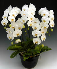 　胡蝶蘭　白　5本立ち [お届け写真付き]☆【ギフト・誕生日・新築祝・ビジネス・カード付き・お祝い・お礼・出産祝い・開店祝・歓送迎・退職】
