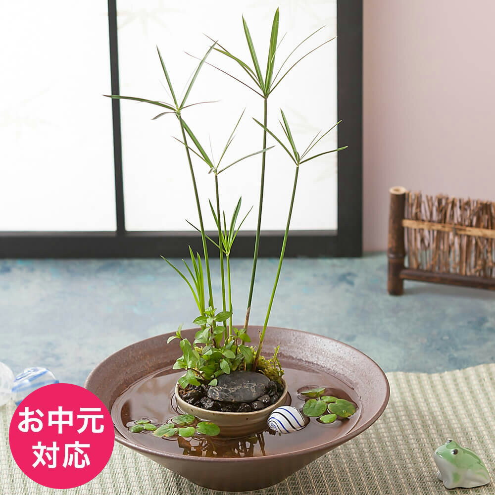 鉢植え「ビオトープ〜せせらぎ〜」