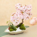 盆栽「春の訪れ 和み桜」 花鉢 鉢花 フラワー ギフト 花 プレゼント お祝い 記念 贈り物 サプライズ 誕生日 結婚記念 開店祝い 送別会 歓送迎会 新築祝い 発表会 定年 退職 合格 進学 入学 卒業 就職 春 桜