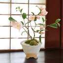 盆栽「香り椿 春風」 花鉢 鉢花 フラワー ギフト 花 プレゼント お祝い 記念 贈り物 サプライズ 誕生日 結婚記念 開店祝い 送別会 歓送迎会 新築祝い 発表会 定年 退職 合格 進学 入学 卒業 就職 春 桜