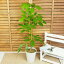 【観葉植物】「シェフレラ・アルパイン」7号