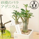 ≪いくつでも送料500円≫アデニウム 陶器鉢(専用皿付き)セット【観葉植物 インテリア 多肉植物 砂漠のバラ】