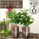 ≪いくつでも送料500円≫コーヒーの木 ココチップ植【観葉植物 インテリア カフェ】