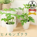 ≪いくつでも送料500円≫ヒメモンステラ ペルツーサ4号 (観葉植物 インテリア テーブルサイズ 小さい ミニ)【RCP】
