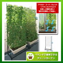在庫有!【つる巻き植物のベランダ菜園に最適】 夏野