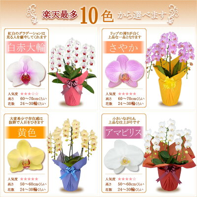 選べる10色!温室から全国にお届け【海老名洋蘭園】胡蝶蘭大輪3本立ち送料無料海老名胡蝶蘭お祝い胡蝶蘭開店祝い胡蝶蘭移転祝い就任祝い昇進祝い花胡蝶蘭退職祝い胡蝶蘭還暦祝い胡蝶蘭ギフト胡蝶蘭誕生祝い胡蝶蘭育て方当日価格相場お供えコチョウランこちょうらん